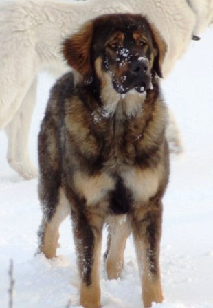 бурят-монгольская собака